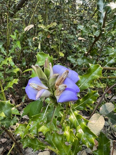 holly mangrove