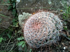 Mammillaria mercadensis