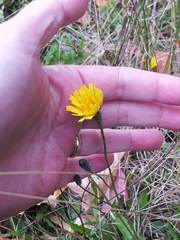 Scorzoneroides autumnalis