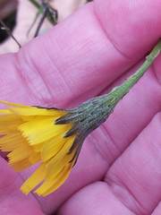 Scorzoneroides autumnalis