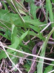 Scorzoneroides autumnalis