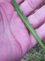 Scorzoneroides autumnalis