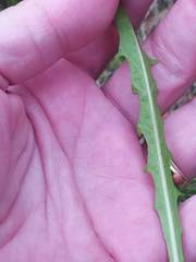 Scorzoneroides autumnalis