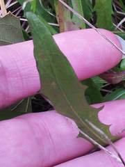 Scorzoneroides autumnalis