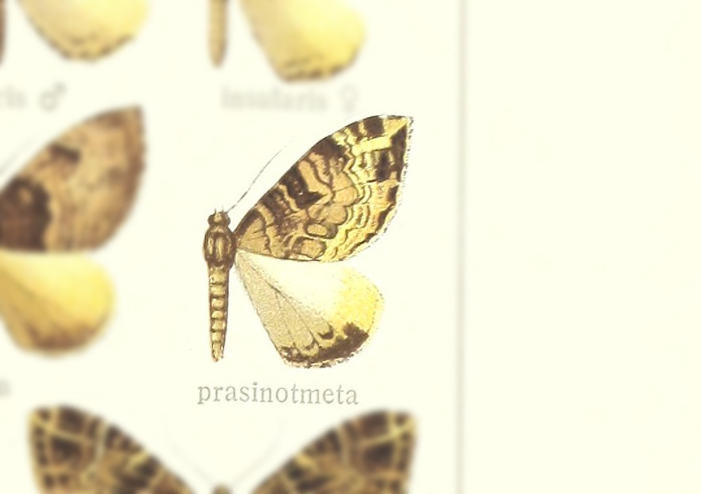Photoscotosia prasinotmeta