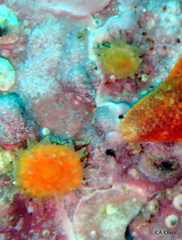 Balanophyllia elegans