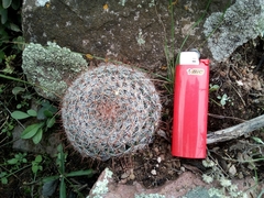 Mammillaria mercadensis