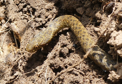 Chin Hills Keelback