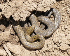 Chin Hills Keelback photo 2