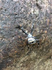 Argiope caledonia