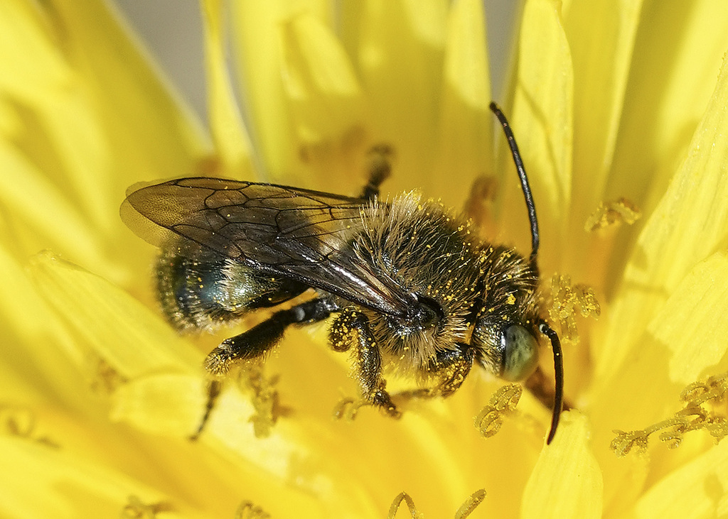 Mason bees from w e johnson park central area richland wa usa on