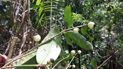 Clusiaceae