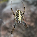 Common Web-Spider - Photo (c) Tony Iwane, some rights reserved (CC BY-NC), uploaded by Tony Iwane