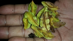 Trichopus sempervirens