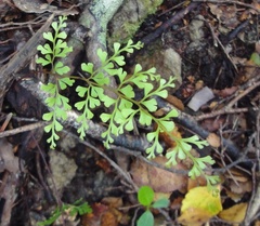 Lindsaea trichomanoides