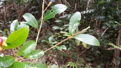 Erythroxylum