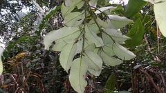 Mauloutchia parvifolia