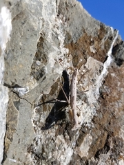 Litaneutria pacifica