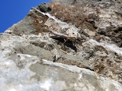 Litaneutria pacifica