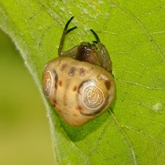 Cyrtarachne inaequalis