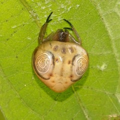 Cyrtarachne inaequalis