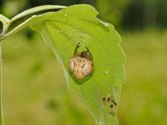 Cyrtarachne inaequalis