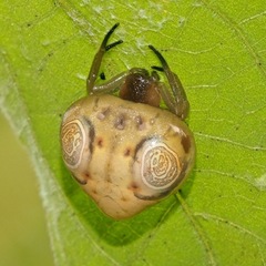 Cyrtarachne inaequalis