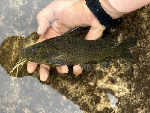 Blackspotted squeaker (Synodontis nigromaculatus) — Mochokidae — 2
