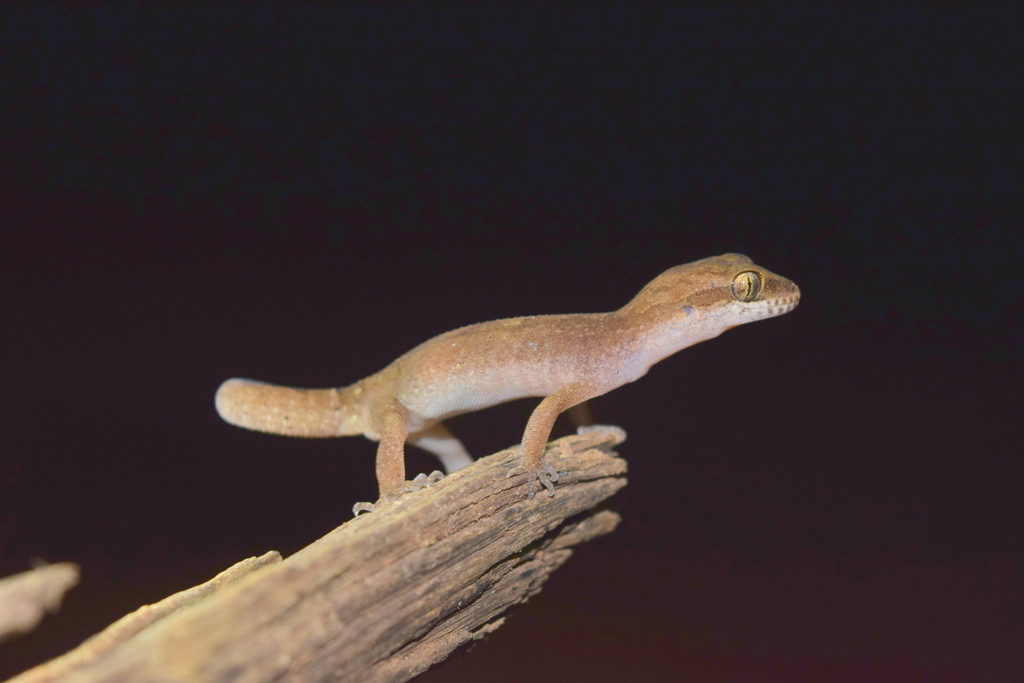 Clouded Indian Gecko