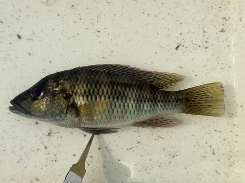 Greenwood's happy (Sargochromis greenwoodi) — Cichlidae — 2