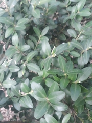 Buxus