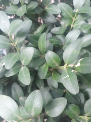 Buxus