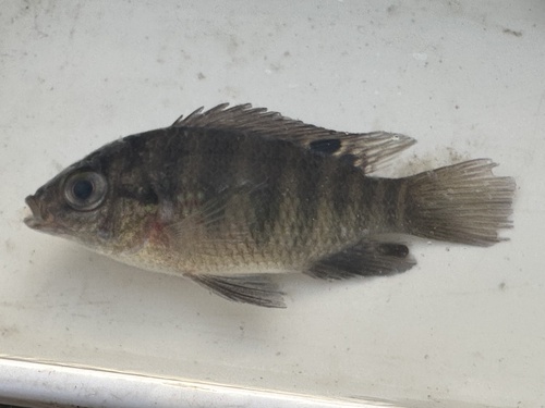 Banded Tilapia