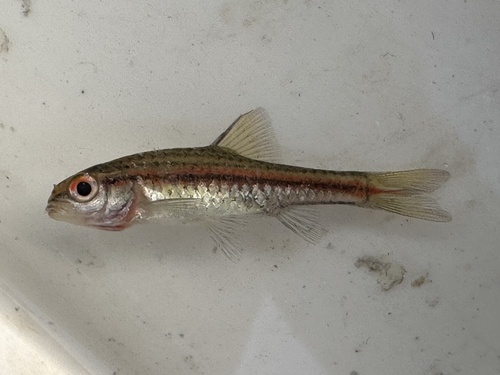 Copperstripe Barb