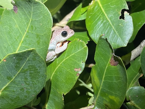 Angolan Reed Frog