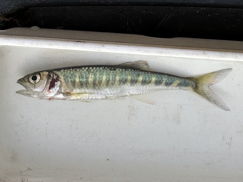 Northern Barred Minnow