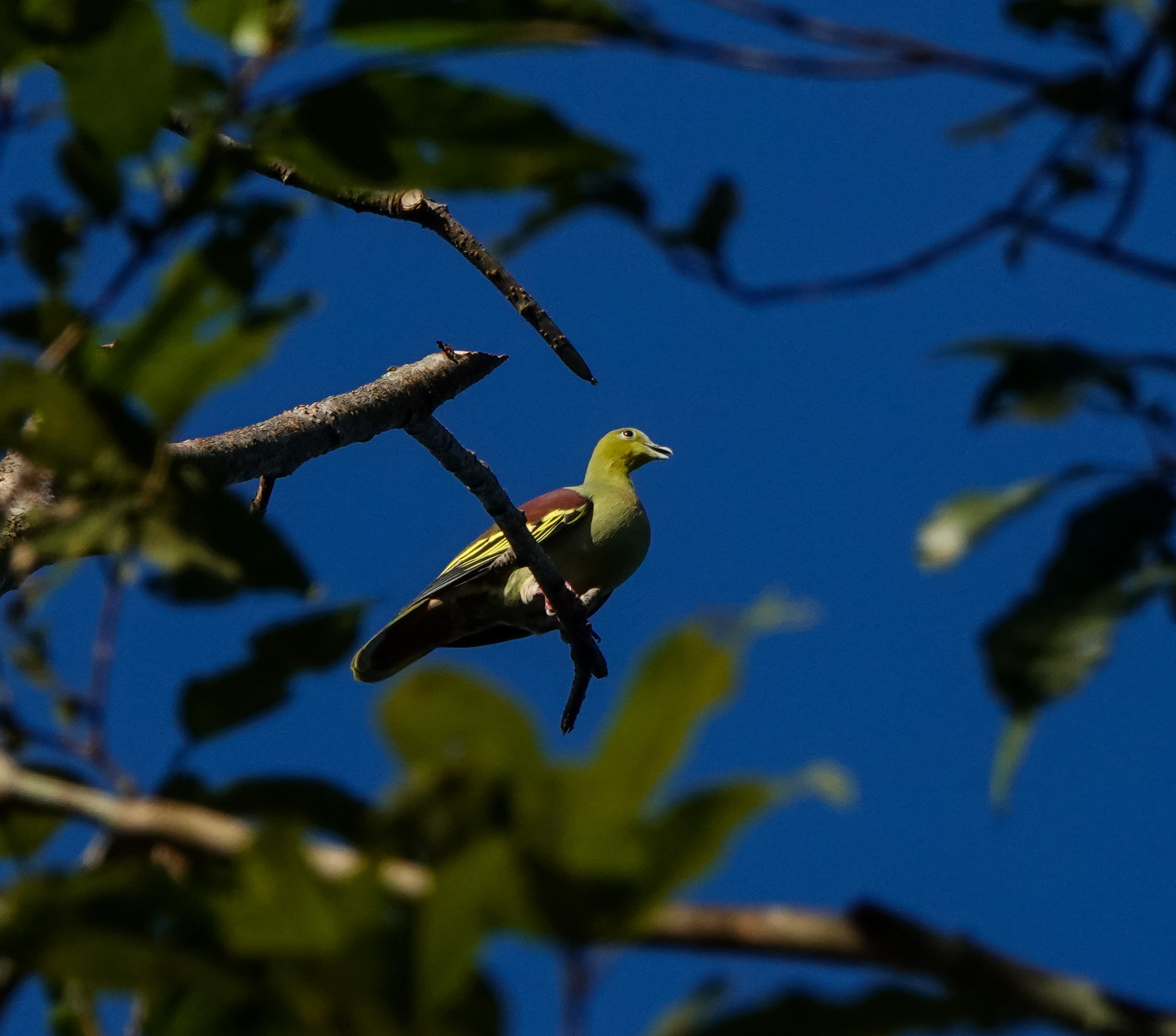 Ashy-headed Green-Pigeon (Treron phayrei)