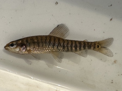 Bandbodemzalm (Nannocharax multifasciatus) — Distichodontidae — 2