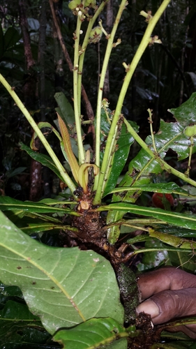 Image of Argomuellera Gigantea (Argomuellera gigantea) by no rights reserved