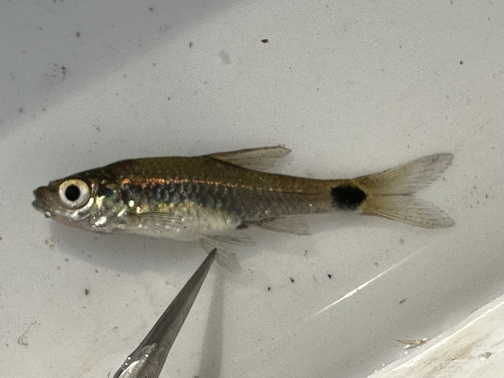 Spottail barb (Enteromius afrovernayi) — Cyprinidae