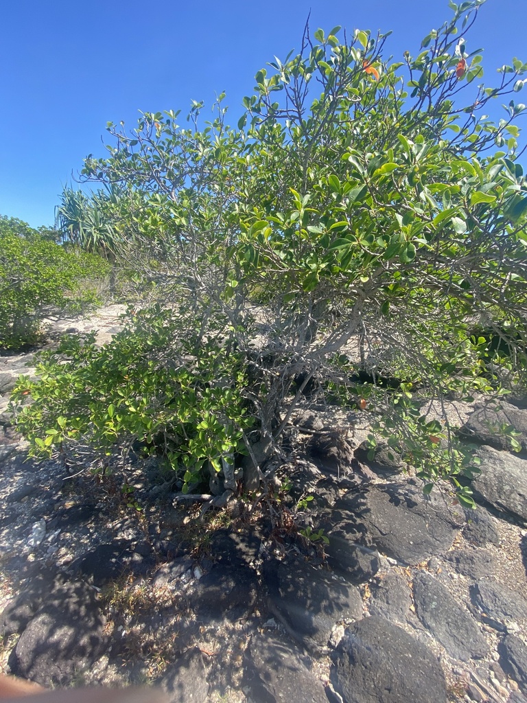 milky mangrove from Broadsound, AU-QL, AU on April 15, 2023 at 11:14 AM ...