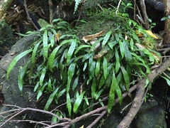 Loxogramme dictyopteris