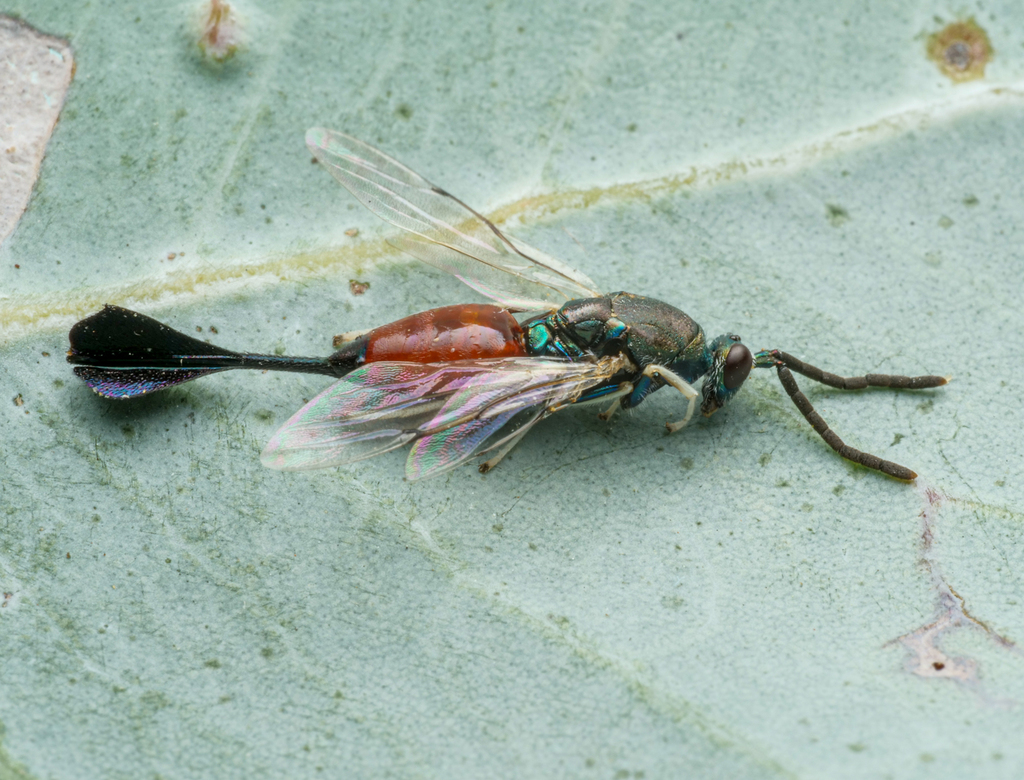 Colotrechnini