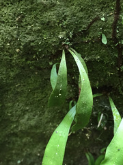 Loxogramme dictyopteris