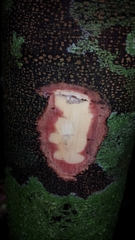 Plagioscyphus cauliflorus