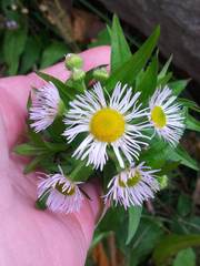 Erigeron annuus