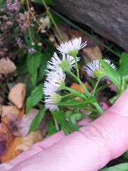 Erigeron annuus