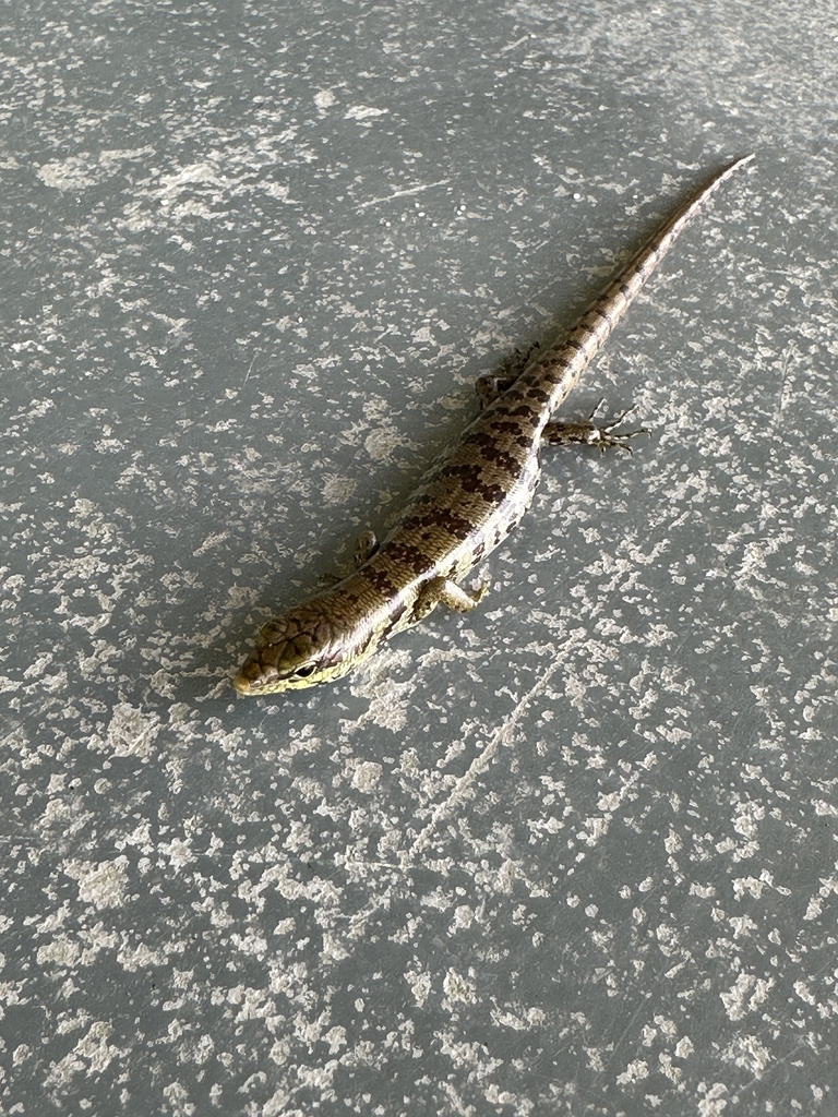 Common Green Tree Skink