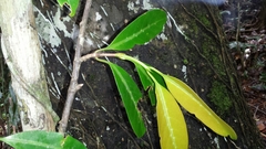 Coffea millotii