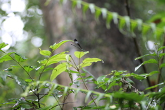 Psolodesmus mandarinus